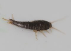 Lepisma saccharinum 265840128 by Steven Lamonde. Used under a CC BY 4.0 license.