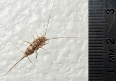 Cf Thermobia domestica metric ruler by Jscottkelley. Used under a CC BY 3.0 license.