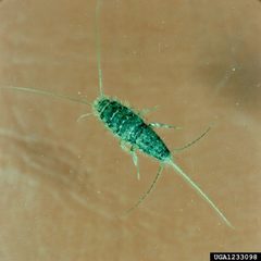 Thermobia domestica by Dracus. Used under a CC BY 3.0 us license.