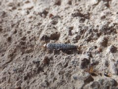 Thermobia domestica 05 by Syrio. Used under a CC BY-SA 4.0 license.