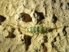 Thermobia domestica 12739597 by Annika Lindqvist. Used under a CC BY 4.0 license.