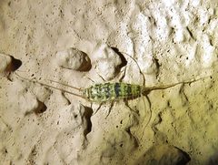 Thermobia domestica 12739641 by Annika Lindqvist. Used under a CC BY 4.0 license.