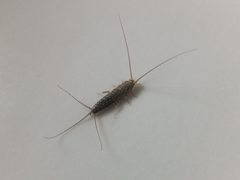 Thermobia domestica Trento 02 by Syrio. Used under a CC BY-SA 4.0 license.