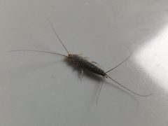 Thermobia domestica Trento 03 by Syrio. Used under a CC BY-SA 4.0 license.