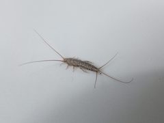 Thermobia domestica Trento 05 by Syrio. Used under a CC BY-SA 4.0 license.