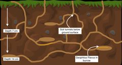 Geophilus Flavus Soil Habitat Diagram by Witchruby. Used under a CC BY-SA 4.0 license.