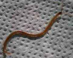 Geophilus flavus by EnDumEn. Used under a CC BY-SA 3.0 license.