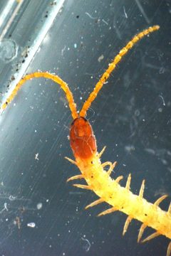 Geophilus flavus 154222868 by Matthew Vosper. Used under a CC BY 4.0 license.