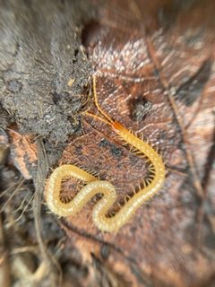 Geophilus flavus 261064776 by Shreyas K. Used under a CC BY-SA 4.0 license.