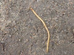 Pachymerium ferrugineum 01 by AfroBrazilian. Used under a CC BY-SA 3.0 license.