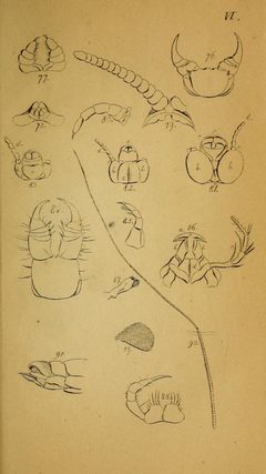 System der Myriapoden Koch Plate 06 by Carl Ludwig Koch (1778-1857). Used under a Public domain license.