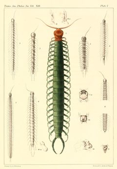 Myriapoda of North America 1865 plate I by A.J. Ibbotson, H.C Wood, Jr.. Used under a Public domain license.