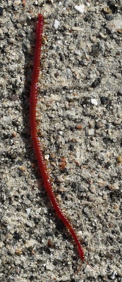 Strigamia bothriopus 02 by Ilona Loser. Used under a CC BY-SA 4.0 license.