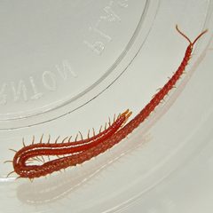 Strigamia bothriopus 1710082 by Bill Keim. Used under a CC BY 4.0 license.