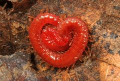Strigamia bothriopus 6266117 by Judy Gallagher. Used under a CC BY 4.0 license.
