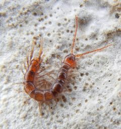 Lamyctes emarginatus by Jon Mortin. Used under a CC BY 4.0 license.