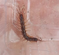 Lithobius forficatus by Stephan Kleinfelder. Used under a CC BY-SA 4.0 license.