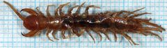 Lithobius forficatus-o by Magnefl. Used under a CC BY-SA 3.0 license.