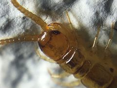 Lithobius melanops 112166946 by Ludivine Lamare. Used under a CC BY 4.0 license.