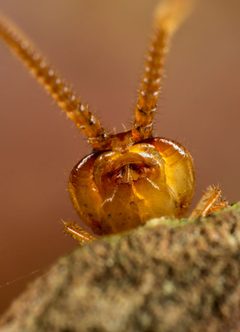 Lithobius melanops 175452768 by Gilles San Martin. Used under a CC BY-SA 4.0 license.