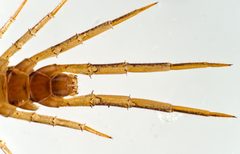Lithobius melanops 175452785 by Gilles San Martin. Used under a CC BY-SA 4.0 license.