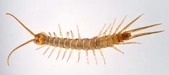 Lithobius melanops 175452814 by Gilles San Martin. Used under a CC BY-SA 4.0 license.