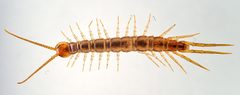Lithobius melanops 175452820 by Gilles San Martin. Used under a CC BY-SA 4.0 license.