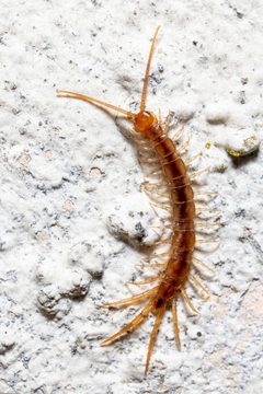Lithobius melanops 198237554 by Alexis Lours. Used under a CC BY 4.0 license.