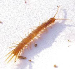 DSC09994 Chiplopoda- Lithobidae- Lithobius microps by Mick Talbot. Used under a CC BY 2.0 license.