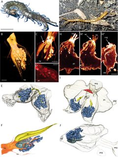 2012 Sombke et al f04 by Andy Sombke, Elisabeth Lipke, Matthes Kenning, Carsten HG Müller, Bill S Hansson, Steffen Harzsch. Used under a CC BY 2.0 license.