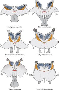 2012 Sombke et al f06 by Andy Sombke, Elisabeth Lipke, Matthes Kenning, Carsten HG Müller, Bill S Hansson, Steffen Harzsch. Used under a CC BY 2.0 license.