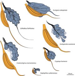 2012 Sombke et al f07 by Andy Sombke, Elisabeth Lipke, Matthes Kenning, Carsten HG Müller, Bill S Hansson, Steffen Harzsch. Used under a CC BY 2.0 license.