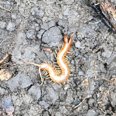 Theatops spinicaudus by iNaturalist user: forfoxsake. Used under a CC BY 4.0 license.