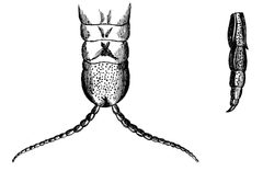 Wood 1865 Myriapoda of North America 10-11 by Edward J. Nolan, supervised by Horatio C. Wood Jr.. Used under a Public domain license.