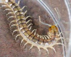 Hemiscolopendra marginata by Meghan Cassidy. Used under a CC BY-SA 4.0 license.