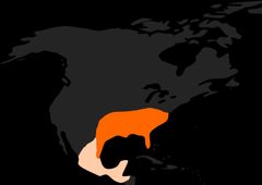 Hemiscolopependra marginata range map by Edward-Woodrow. Used under a CC BY-SA 4.0 license.