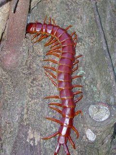 Caribbean Giant Centipede imported from iNaturalist photo 47261476 on 23 September 2022 by (c) Paul Prior, some rights reserved (CC BY). Used under a CC BY 4.0 license.