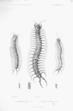 F de Castelnau-myriapodesPl06 by François-Louis Laporte, comte de Castelnau
. Used under a Public domain license.