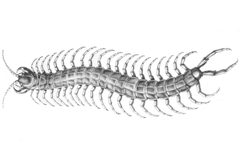 Scolopendra alternans by François-Louis Laporte, comte de Castelnau
. Used under a Public domain license.