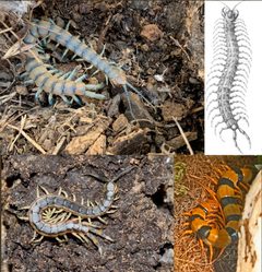 Scolopendra collage by Edward-Woodrow. Used under a CC BY-SA 4.0 license.