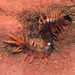 Scolopendra Giant Desert centipede by Canley. Used under a CC BY-SA 4.0 license.