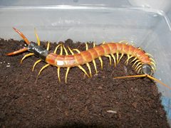 Scolopendra heros by John. Used under a CC BY 2.0 license.