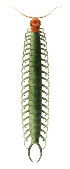 Scolopendra heros - Wood 1865 by A.J. Ibbotson, H.C Wood, Jr.. Used under a Public domain license.