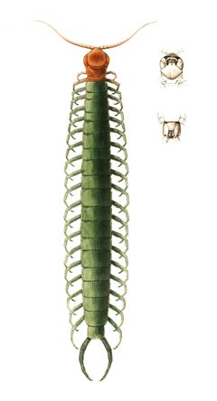 Scolopendra heros 02 - Wood 1865 by A.J. Ibbotson, H.C Wood, Jr.. Used under a Public domain license.