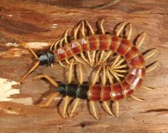 Scolopendra heros dorsal view by Kronmüller C, Lewis JGE (2015). Used under a CC BY 4.0 license.