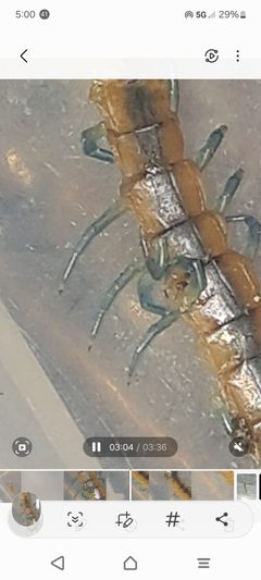 Centipede - Scolopendra polymorpha by Amy2xmomma. Used under a CC0 license.