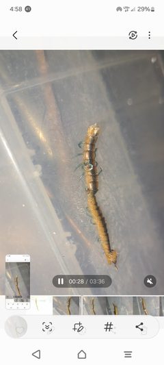 Centipede Scolopendra polymorpha by Amy2xmomma. Used under a CC0 license.