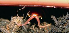 Scolopendra polymorpha 2 by Matt Reinbold from USA. Used under a CC BY 2.0 license.