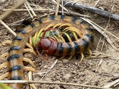 Scolopendra polymorpha 223590218 by Daniel McNair. Used under a CC BY 4.0 license.