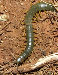 Scolopendra viridis maya by Ma. Eugenia Mendiola González. Used under a CC BY-SA 4.0 license.